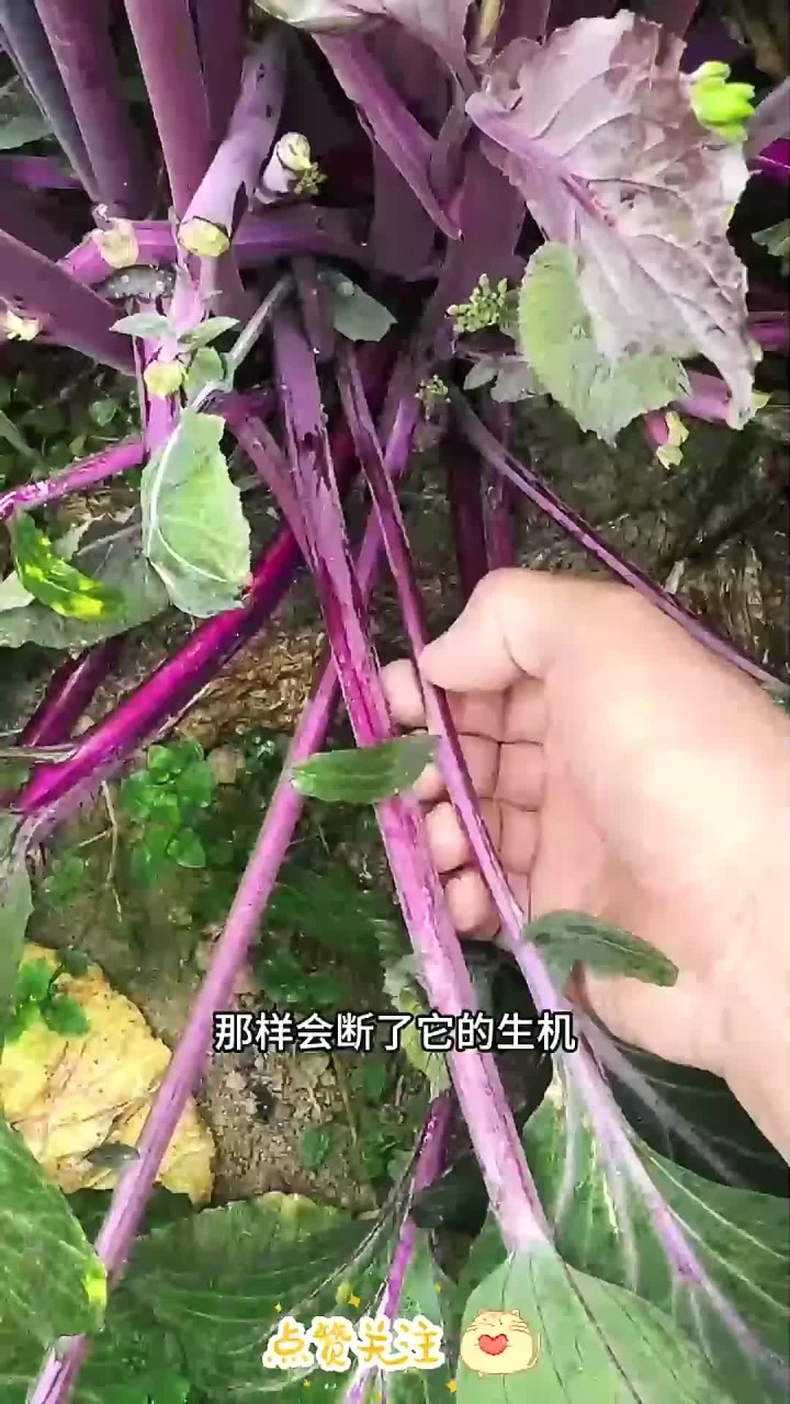憋红菜心小技巧
