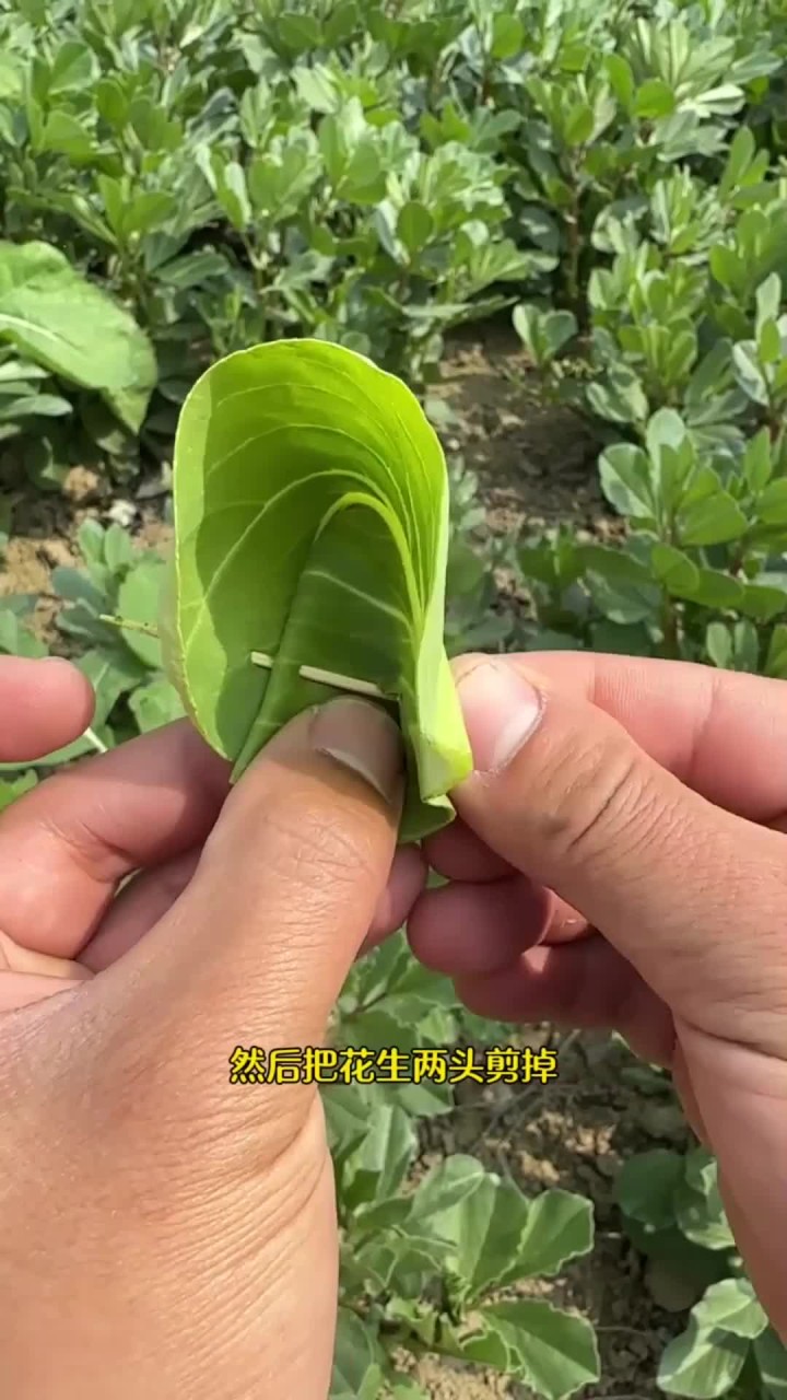 一叶障目捉鸡原理 (1)