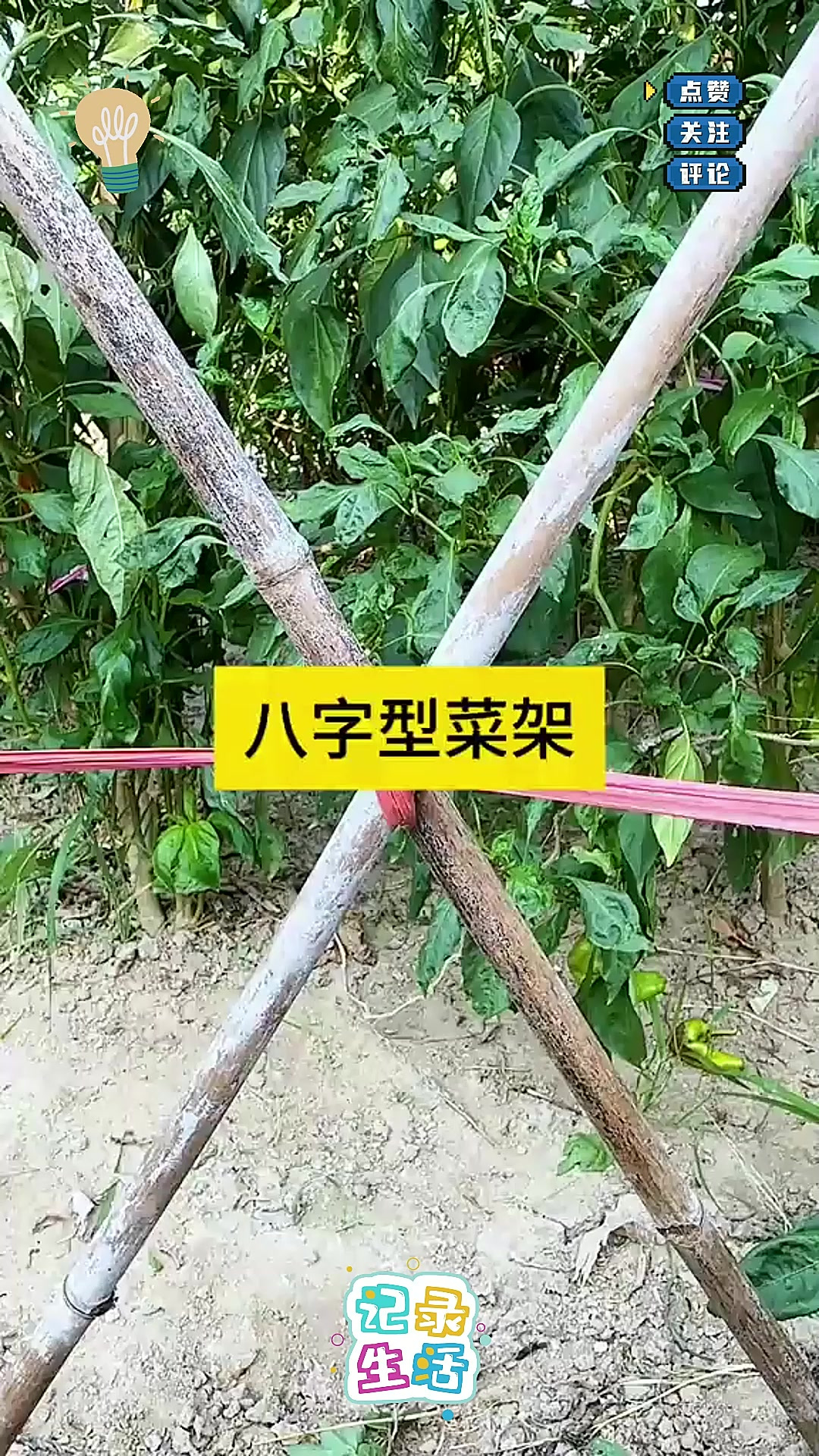 菜架这样绑最牢固