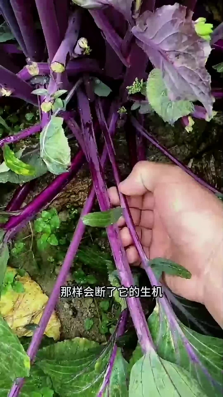 憋红菜心小技巧