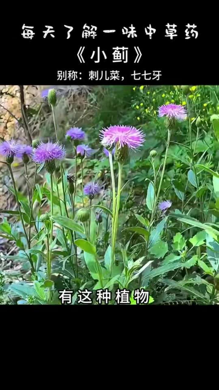 小蓟别名刺儿菜,它是春天最好吃的野菜