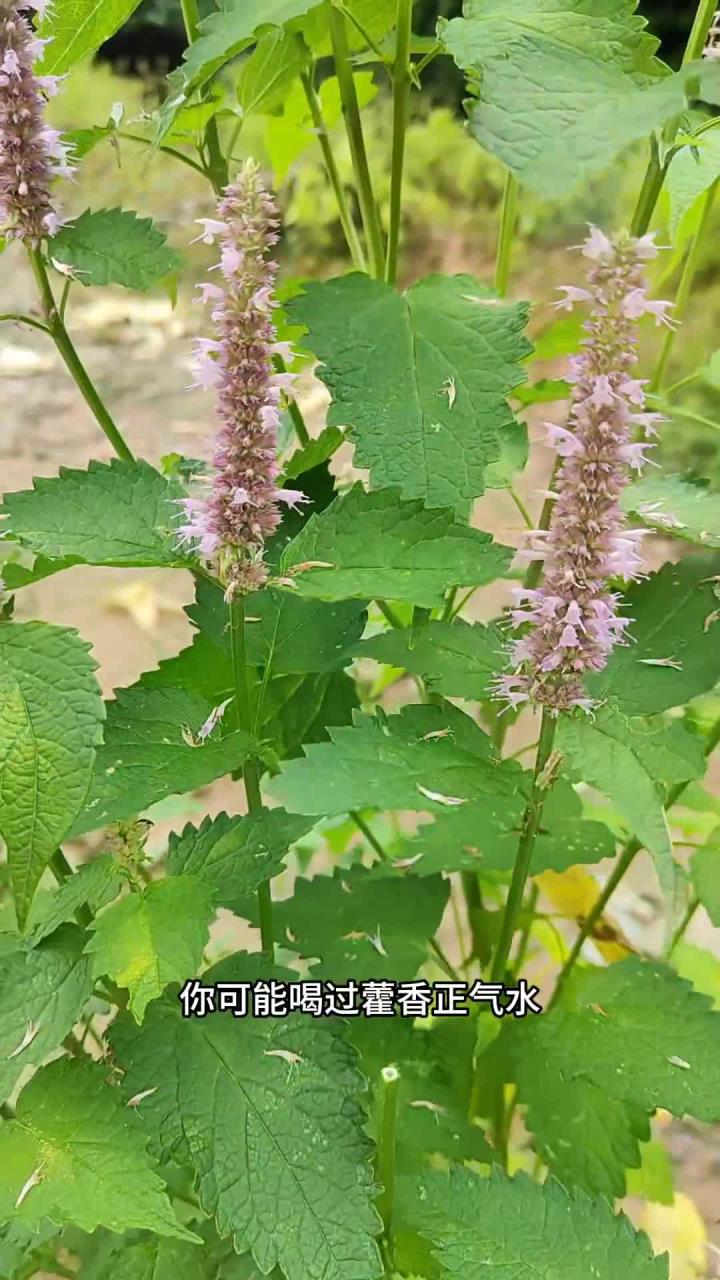 藿香别名山茴香,作为一种食用香草植物深受国人的喜爱 你的家乡有这种植物吗 大自然的