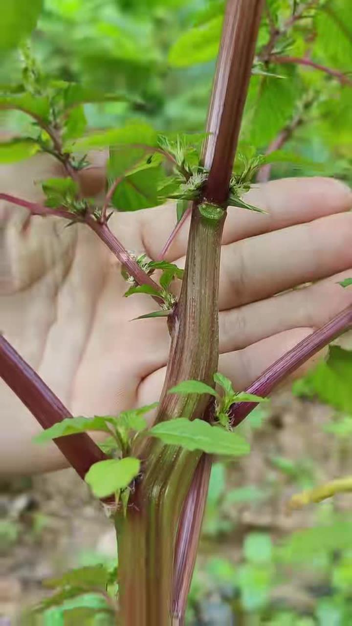 野刺苋,有经验的老先生常把它挖回家,你了解它的价值吗?植物科普 野菜 涨知识 内容