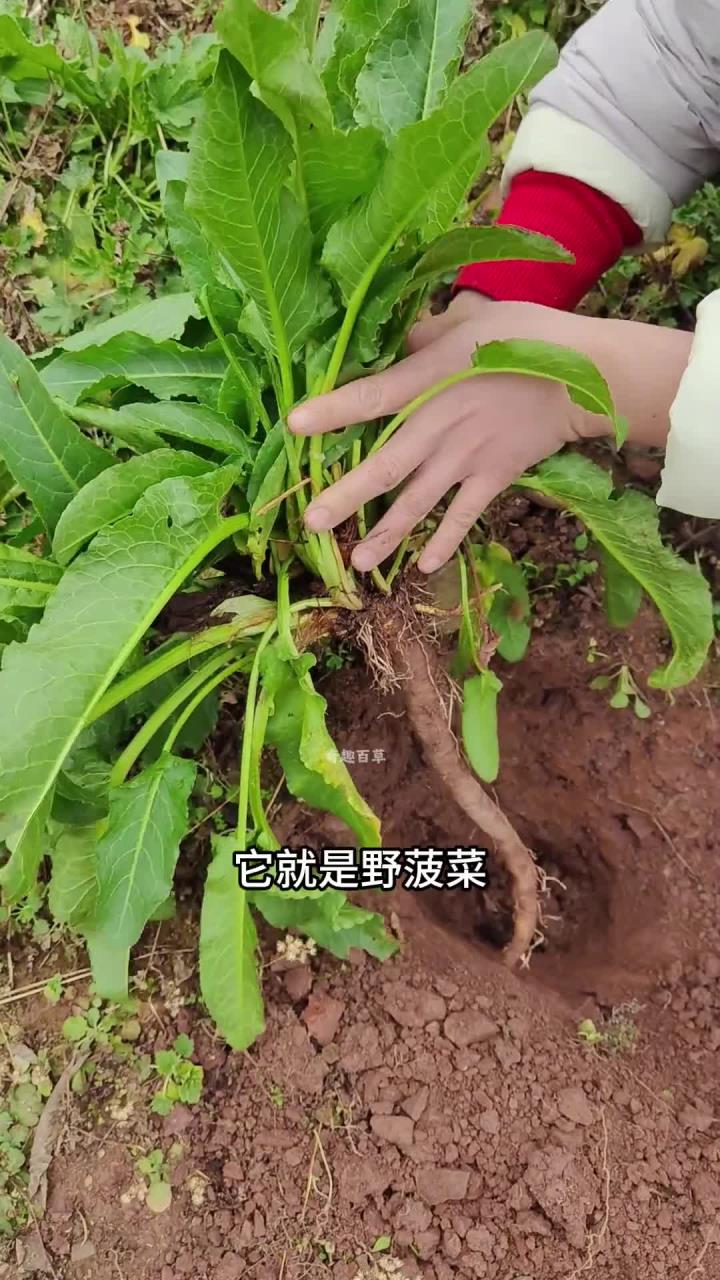 这种猪羊都不吃的野菜,它叫野菠菜,又称牛大黄 内容启发搜索