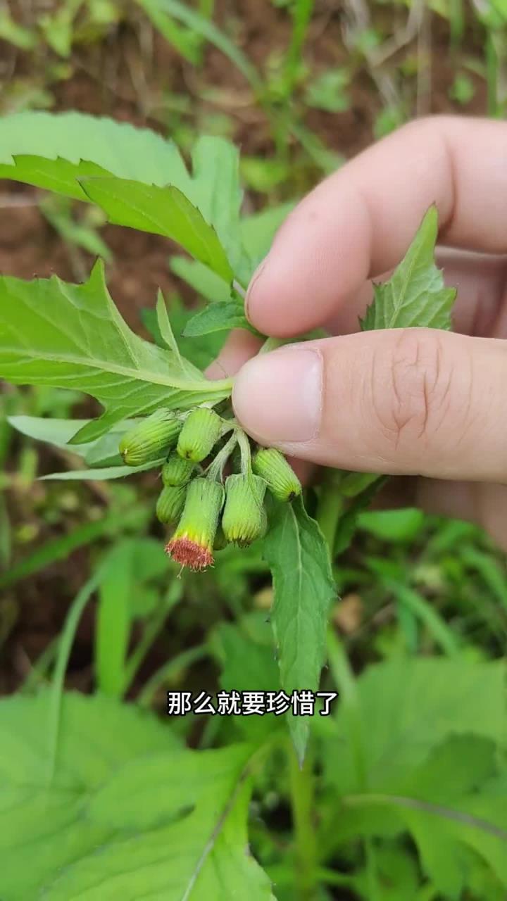 野茼蒿又名革命菜、安南菜,以前农村人割它来喂猪,那就太可惜了,你了解它吗?大自然