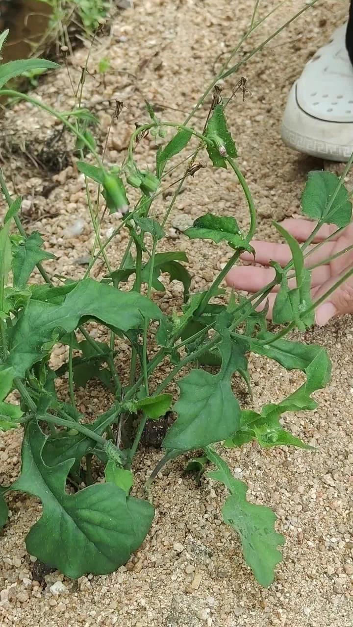 一点红又名紫背草、羊蹄草,它是很古老的野菜之一,见一颗被挖一颗,如今却不多见了