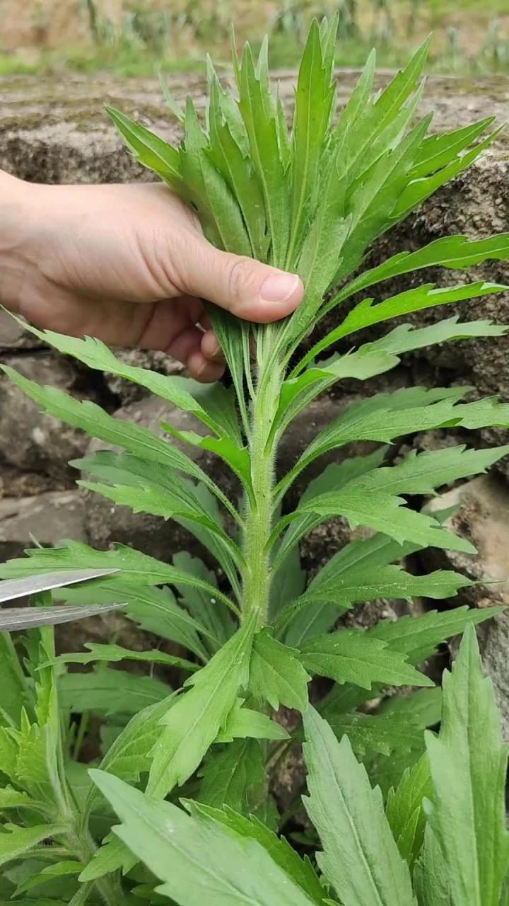 小蓬草,有懂它的人遇见了,会把它收集起来,你了解它吗?