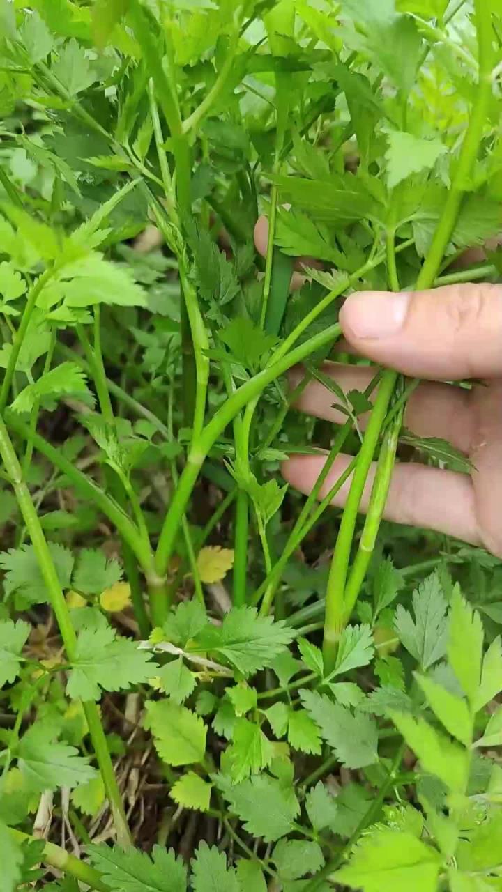 春天必吃的种野菜，你吃过几种？