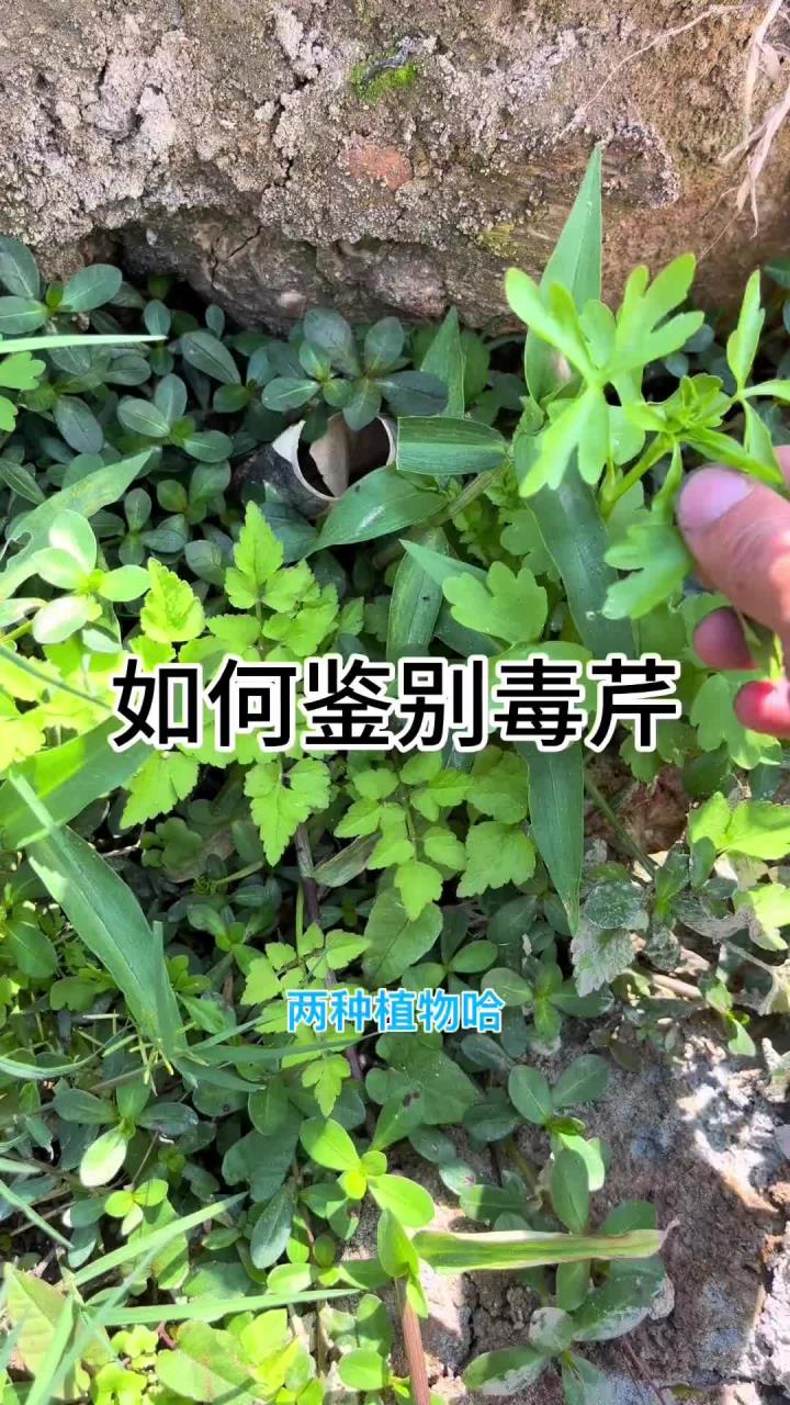 如何鉴别毒芹菜
