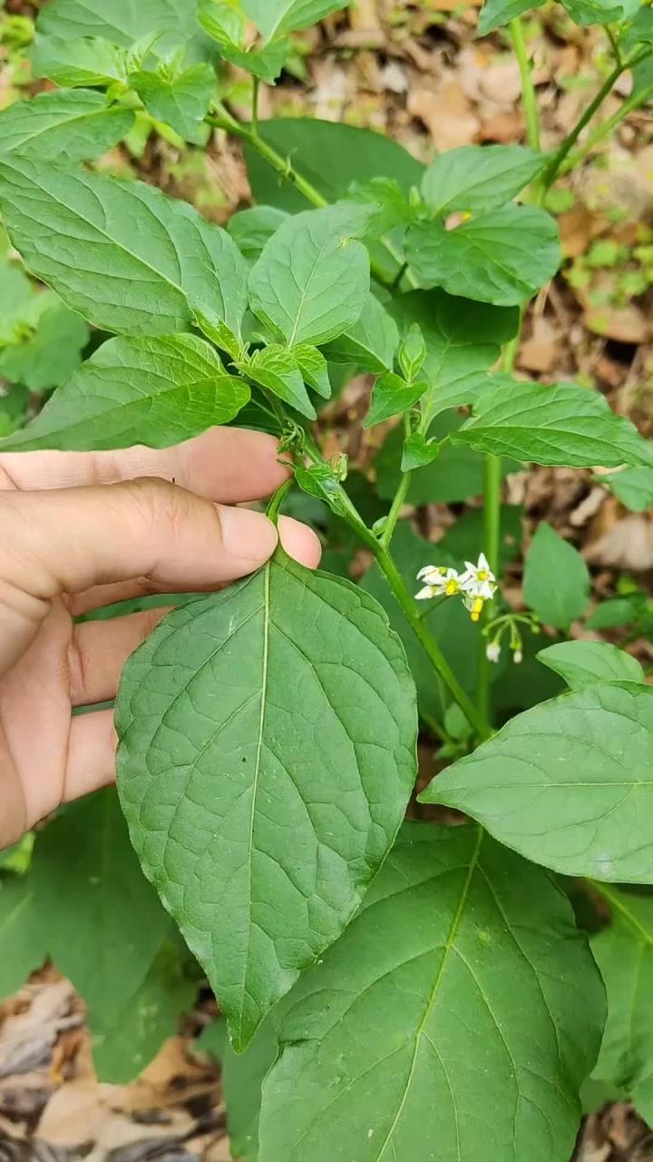 龙葵也叫白花菜，村里的老先生遇见了会拔回家，你了解它吗？