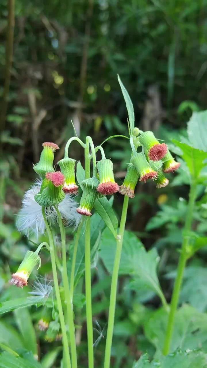野茼蒿又叫革命菜、安南菜，以前被农村人割去喂猪，那就太可惜了，有经验的老先生常把