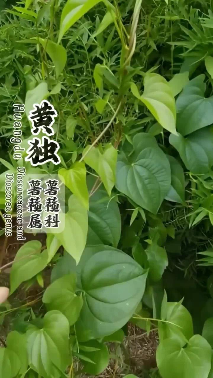 它真很像巧克力，植物知识分享，了解植物就是了解大自然，凡心科普