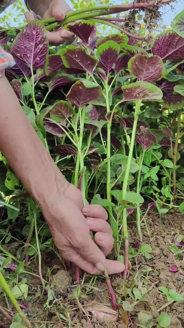 红苋菜又名红米苋，村里的老先生常把它的根挖回家，你了解它吗？