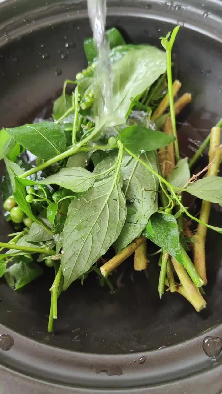 龙葵又名白花菜，你了解它吗？