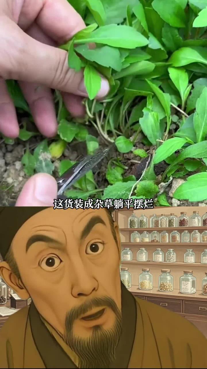 马兰头，有的地方叫泥鳅菜，有的叫鸡儿菜，你们那叫什么？