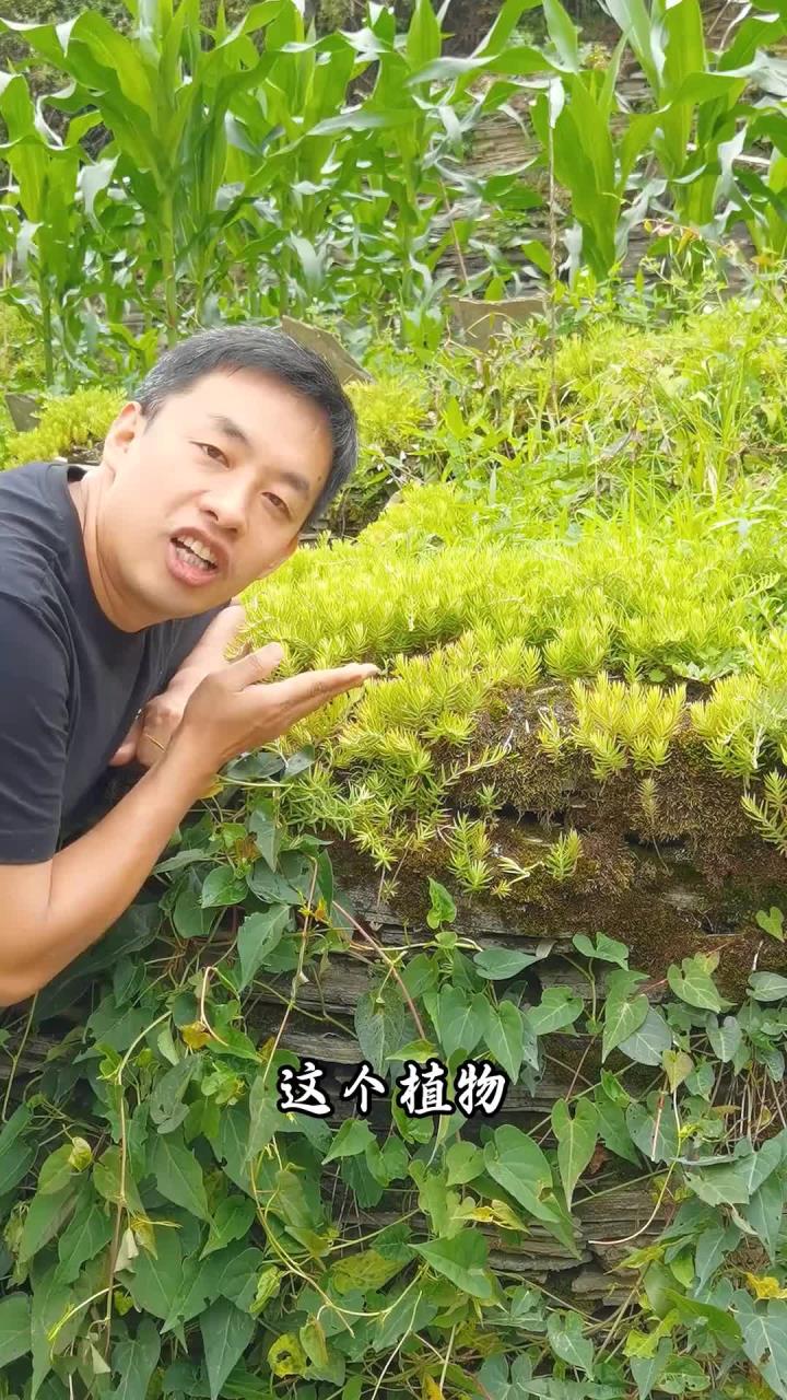 佛甲草：多肉植物届的全能选手，可食可泡茶可观赏，保健价值高