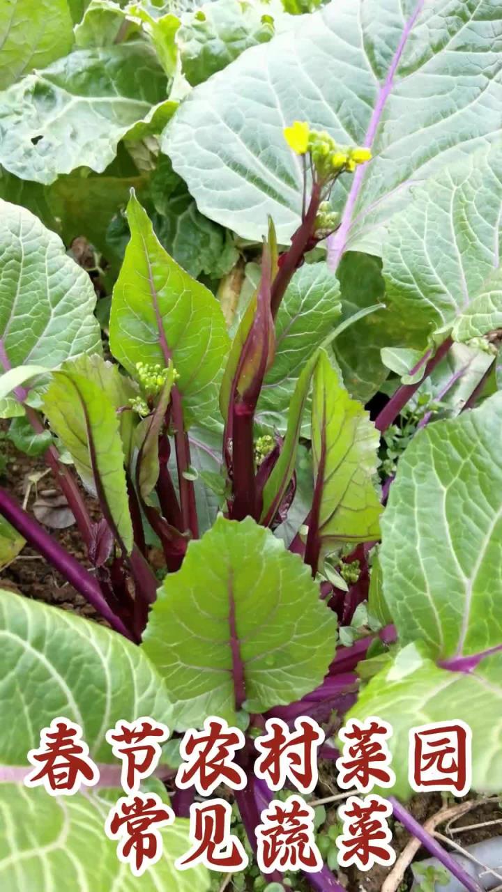 实拍春节农村菜园种常见蔬菜，看看你能认出几种