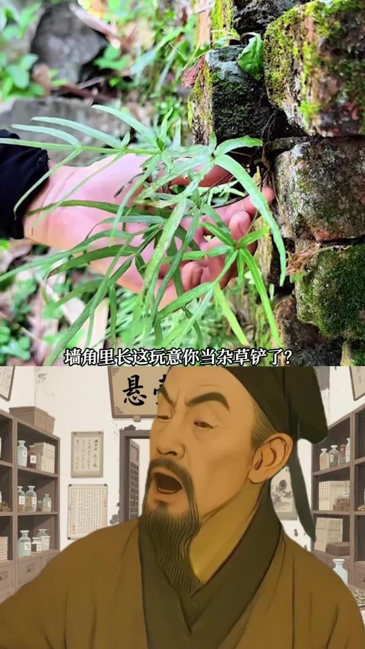 鸡脚草，也叫凤尾草！因叶子长得像鸡爪子得名，古人早就把它当成宝。你知道她吗！