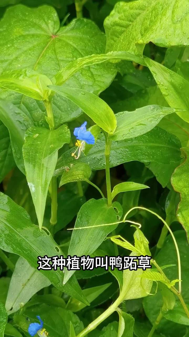 植物科普——鸭跖草