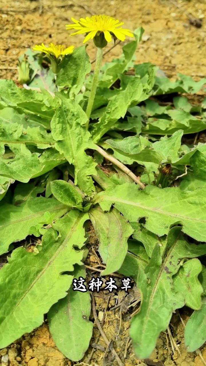 本草皇后—蒲公英，春天可采野菜食用，还可以晒干泡茶
