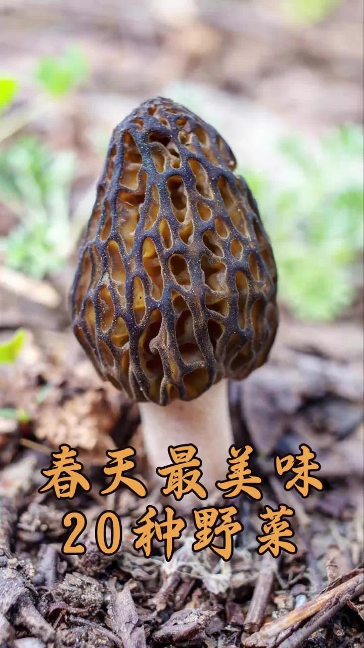 分享春天最美味的种野菜，收藏起来别弄错了