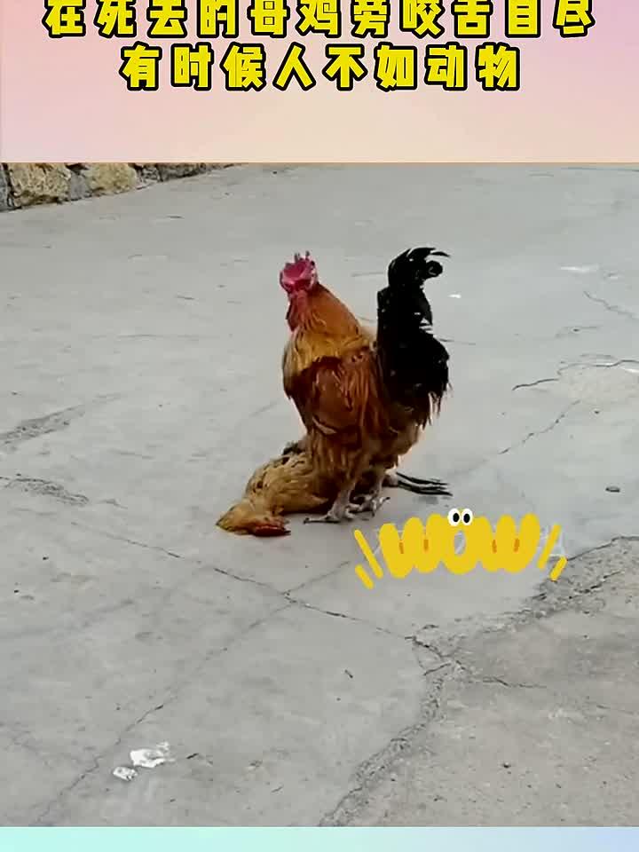 大公鸡为了爱,在死去的母鸡旁咬舌自尽,有时候人不如动物!