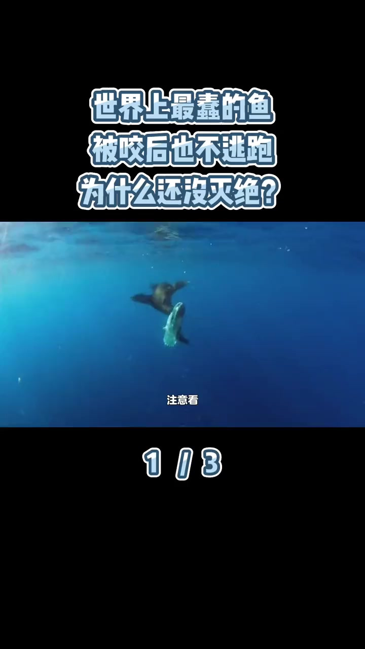 世界上最蠢的鱼,被咬后也不逃跑,为什么还没灭绝?