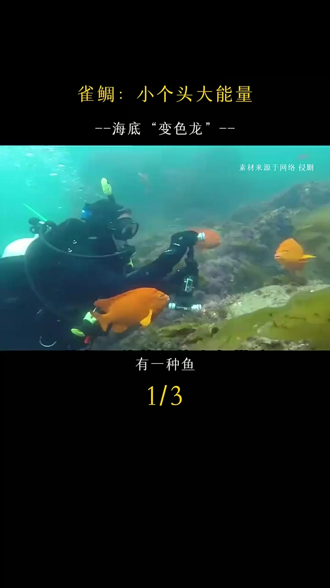 智商超群的“海洋农夫”是目前已知的唯一一种会“种庄稼”的鱼