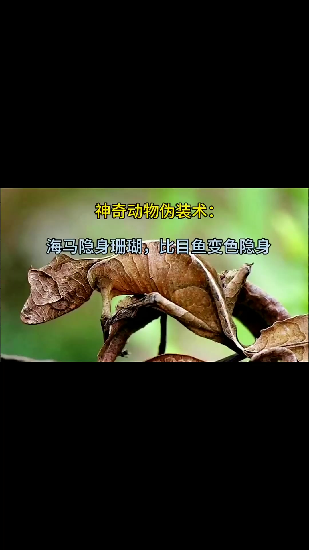 神奇动物伪装术:海马隐身珊瑚,比目鱼变色隐身