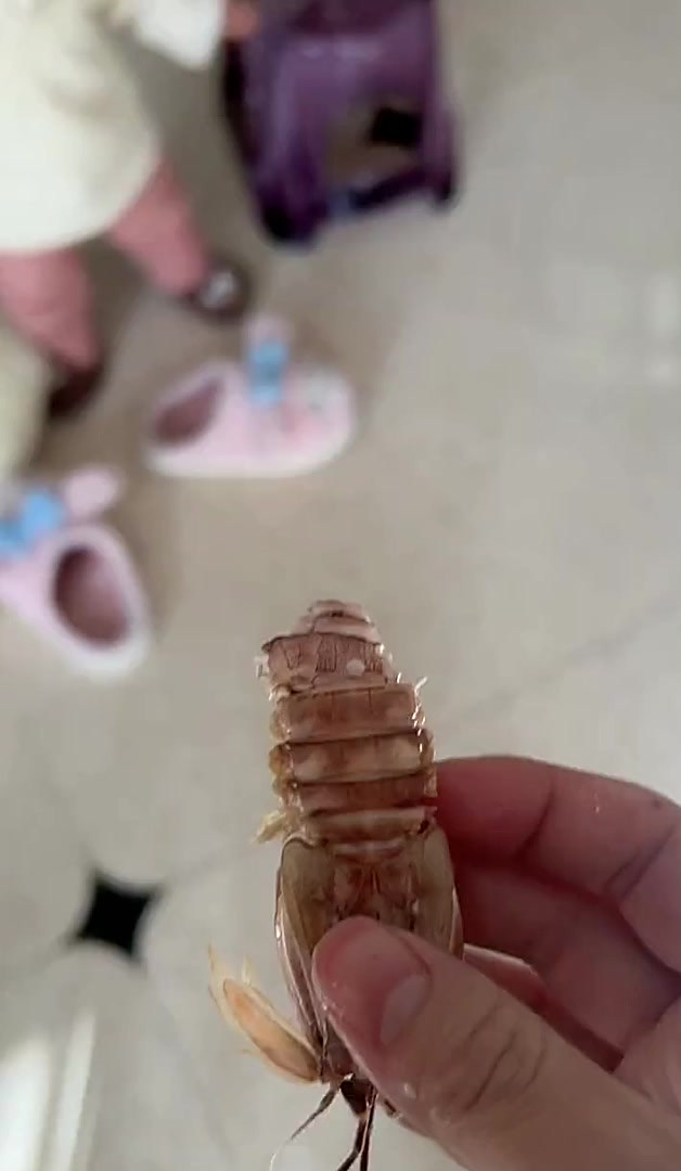 皮皮虾来了人类幼崽越养越上头骗你