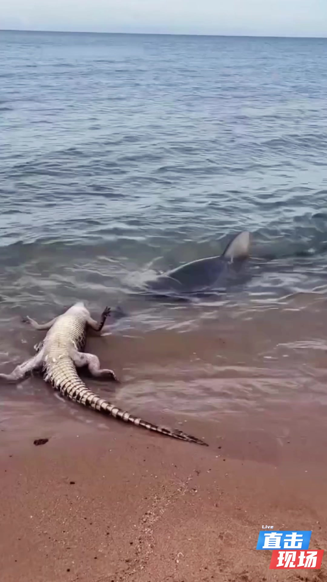 鲨鱼凶猛霸道,怎样把鳄鱼尸体拖入水中吃?