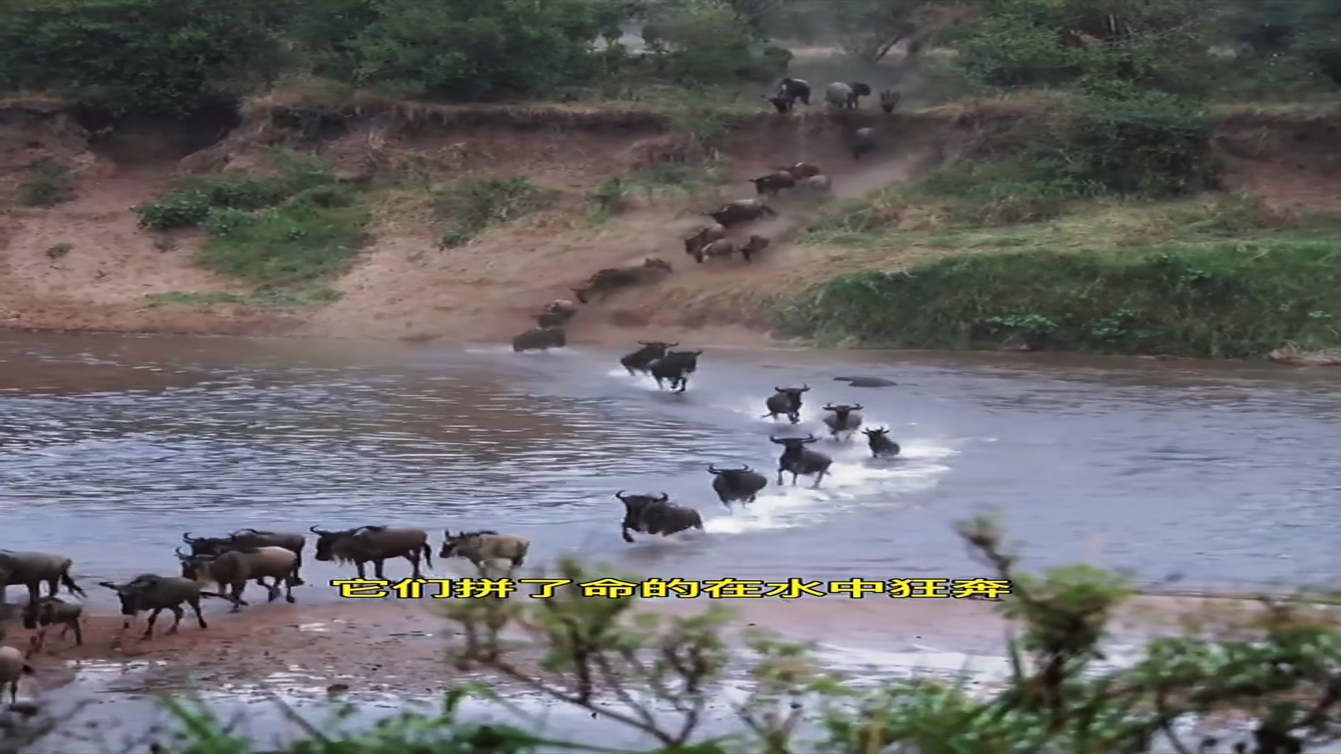 角马正在迁徙过河，结果遭到鳄鱼的袭击