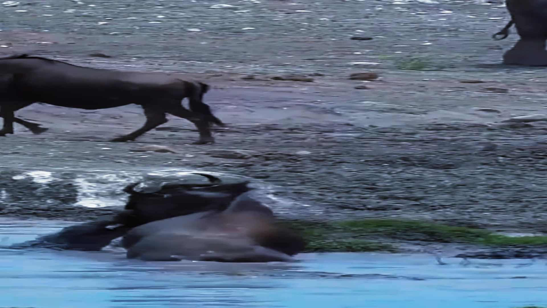 鳄鱼抓住角马，关键之时，大象赶了过来