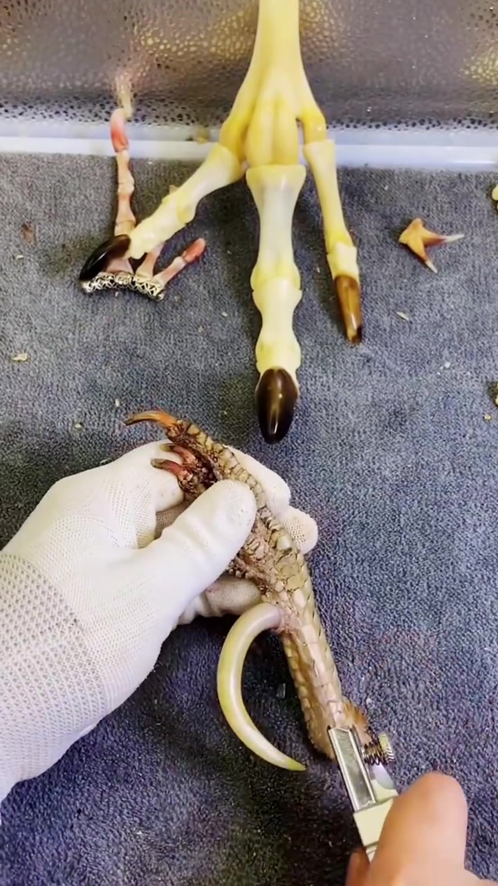 文玩鸡爪骨 文玩鸡蹬子 这么漂亮的鸡爪子你玩过吗?