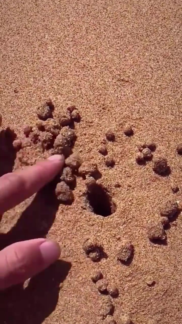 赶海一个红色的鹅卵石,还有许多有趣的海洋小生物!