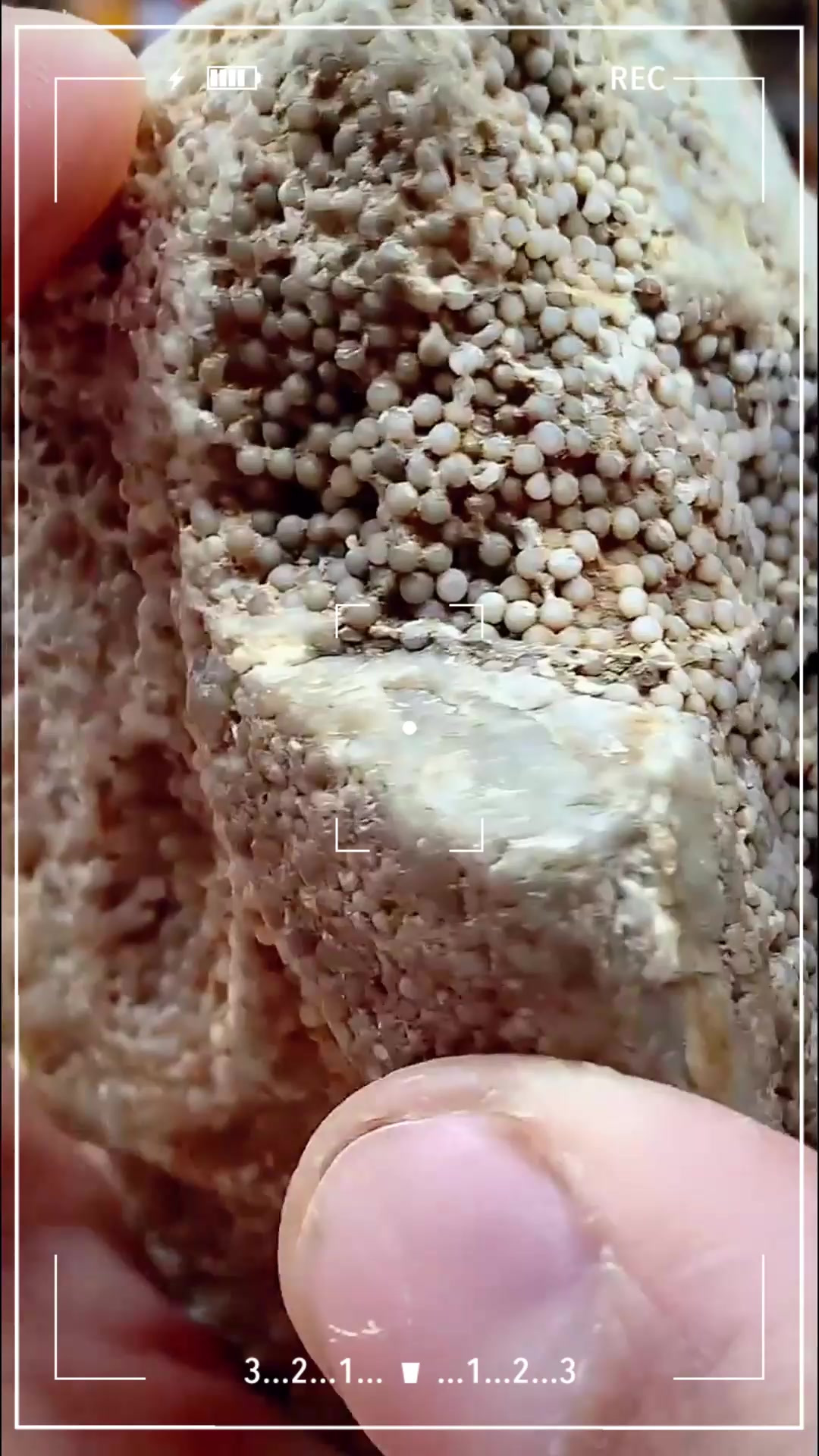 稀有鱼子化石!很难得~这些你知道吗