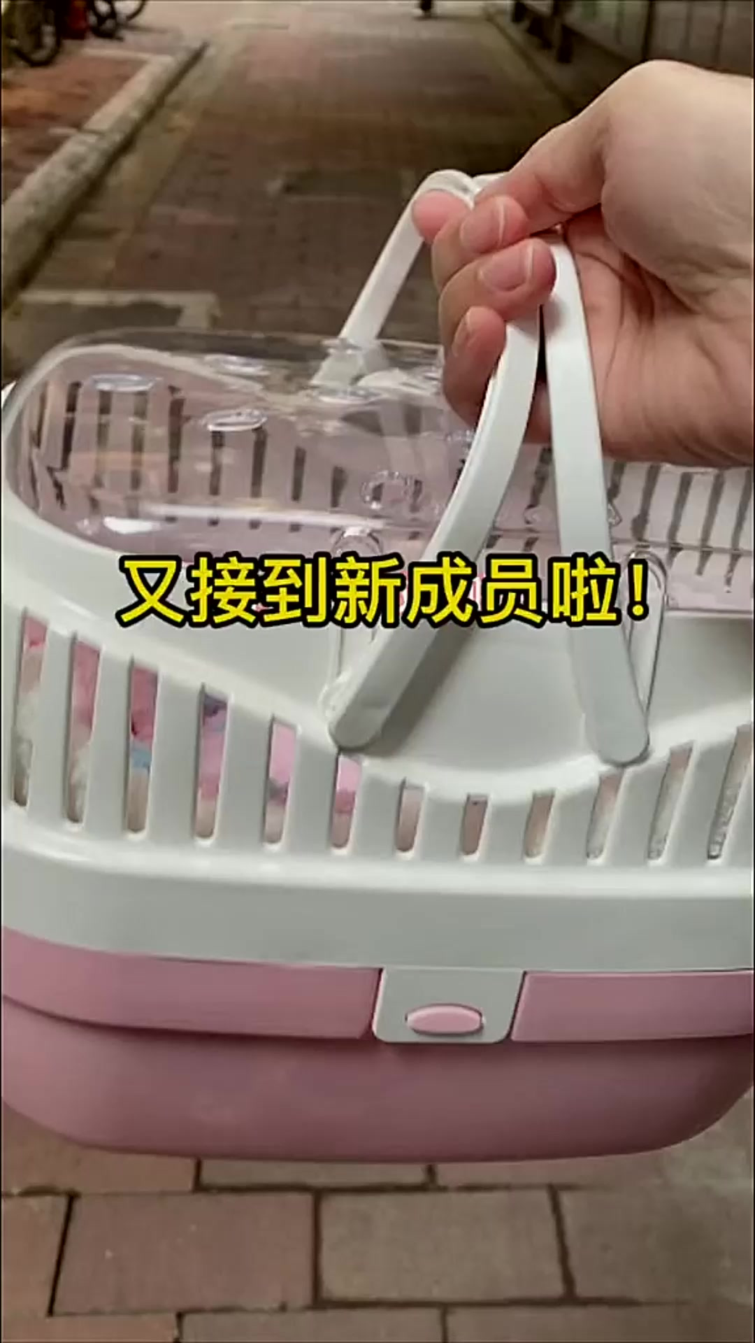 两只新成员终于到家了!你们说给他俩取个什么名字好呢?