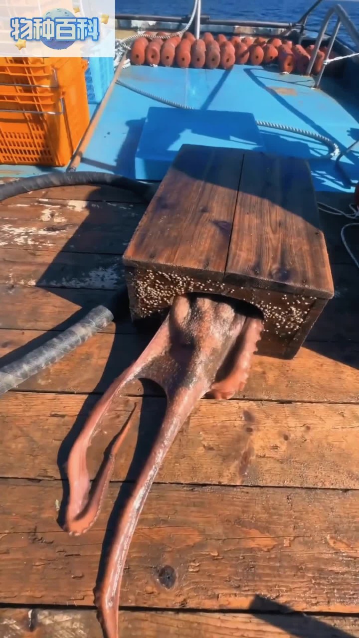 巨型章鱼 差点跑了