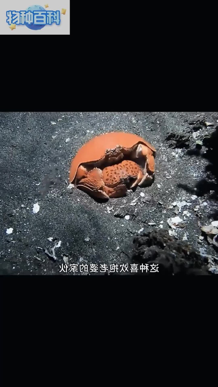 爱抱老婆的馒头蟹,背地里却是海底的渣渣蟹!