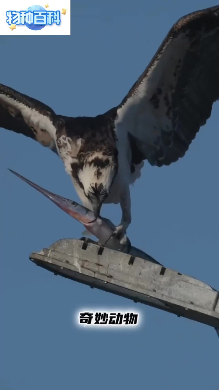 鱼鹰:你就是针嘴鱼吧?