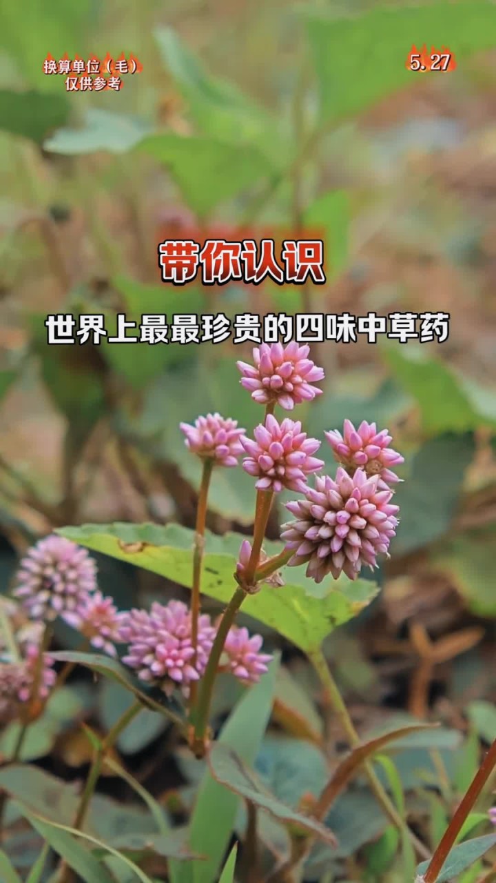 带你认识世界上最最珍贵的四味中草药植物