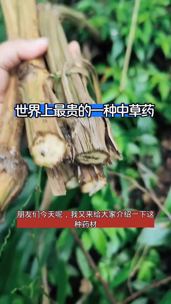 鸡骨藤:世界上最贵的一种中草药
