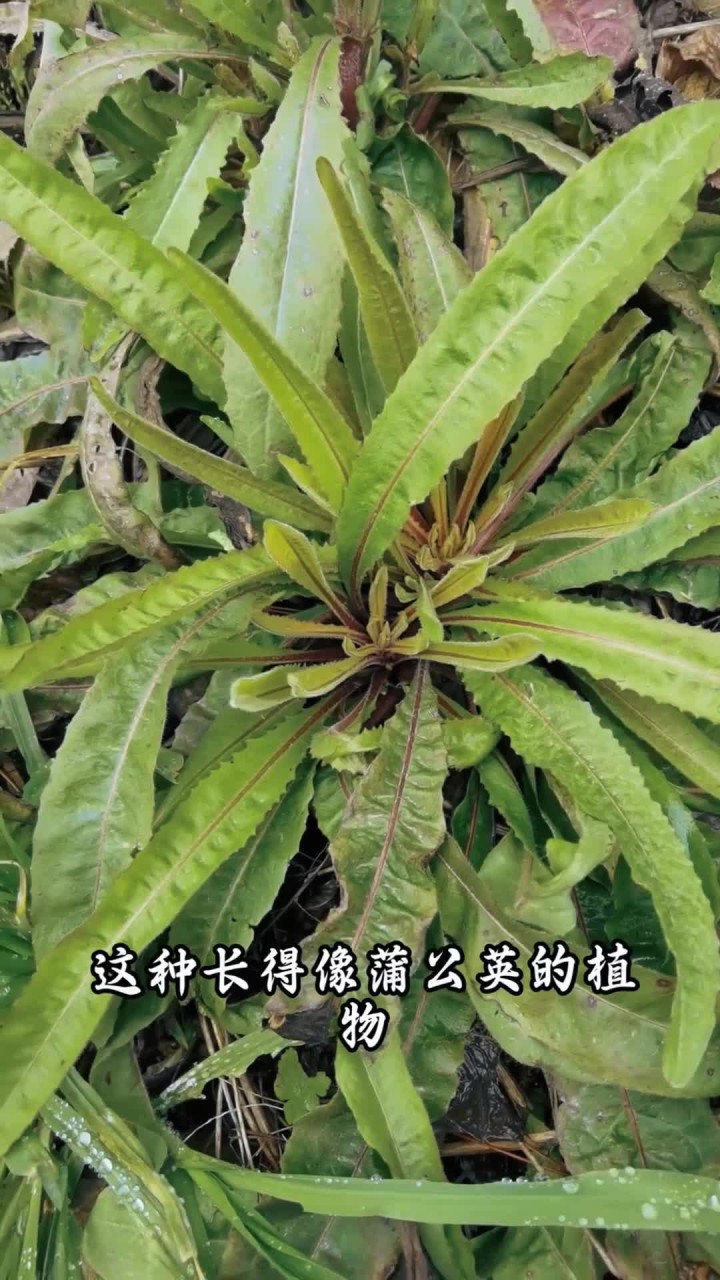 毛连菜:荒野里的“假蒲公英”,本草纲目里的救命草