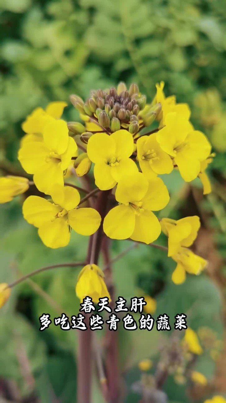 春天最适合吃这些蔬菜,营养美味又健康