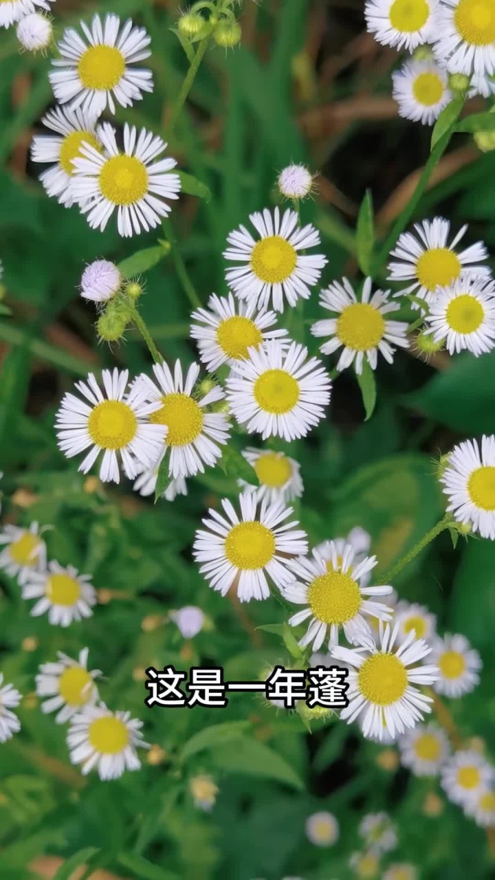 实拍15种农村常见的漂亮花朵,你能叫出几种名字呢
