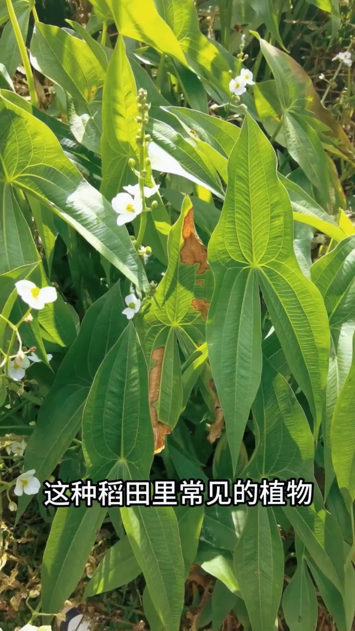 这种稻田常见杂草,其实也是美味食材,叫慈姑,是“水八仙”之一