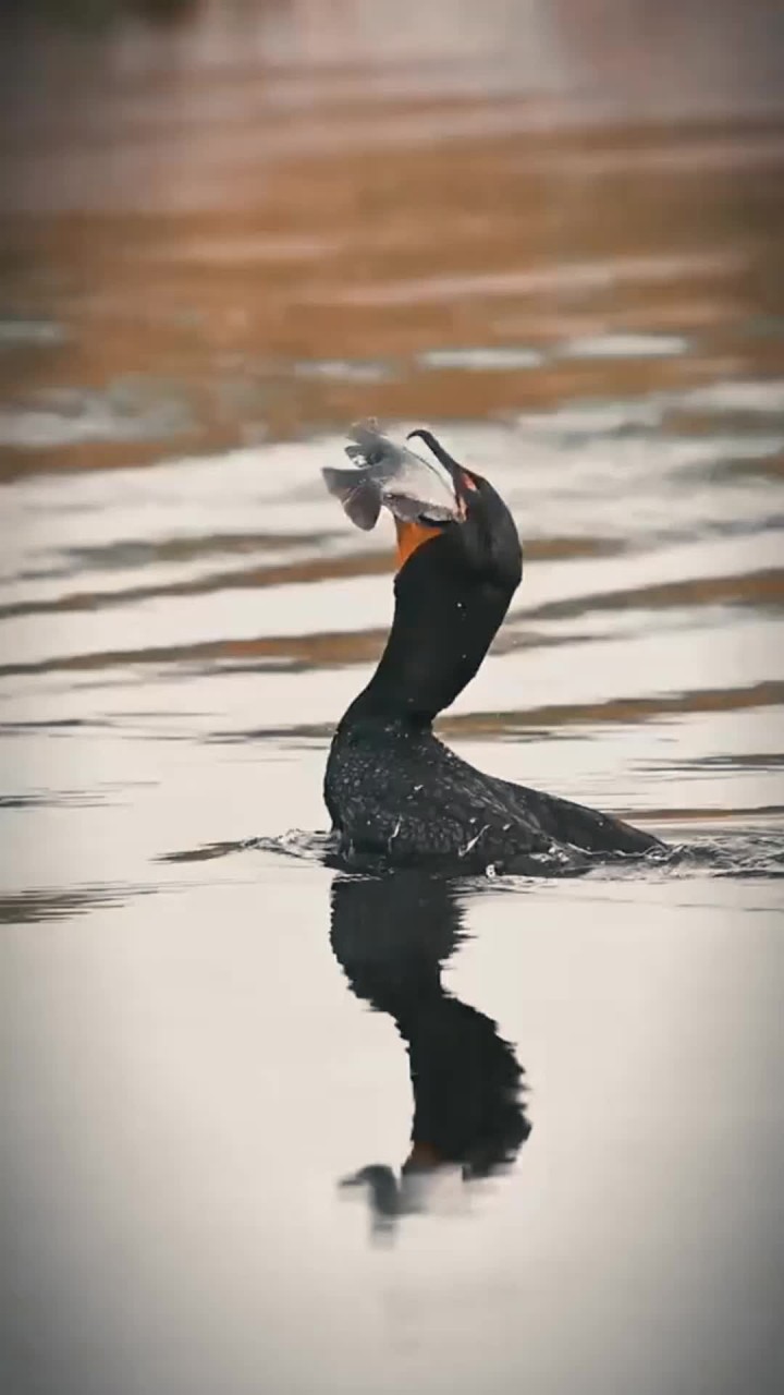 鸬鹚