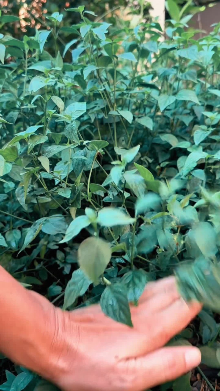 爵床科植物狗肝菜,在两广和福建是一种美味的野菜