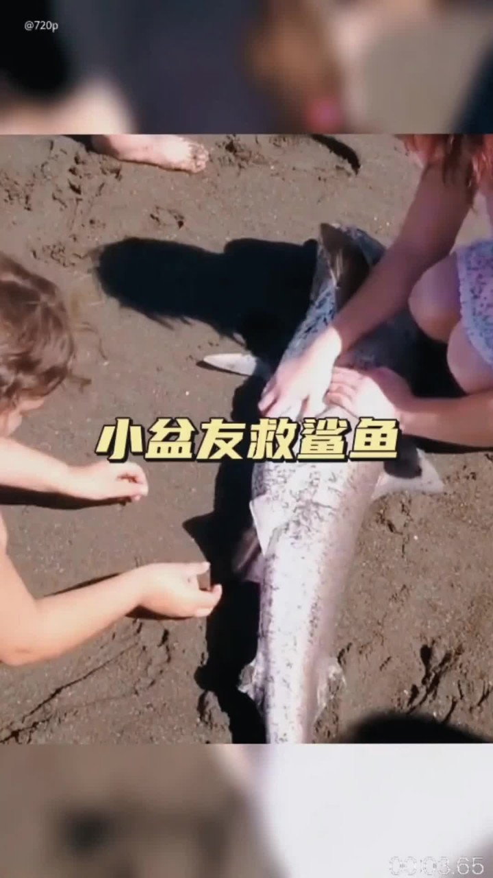 鲨鱼生宝宝