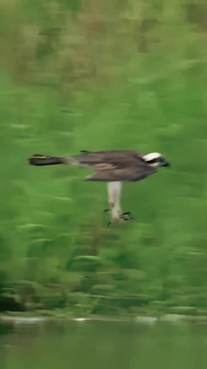 一只鱼鹰完成了一次成功的狩猎